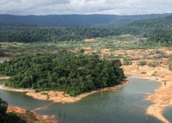 As logging booms in Suriname, forest communities race to win land rights