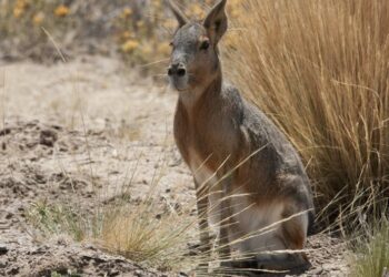 Rabbit-like animal from South America spotted in Bear Creek Lake Park