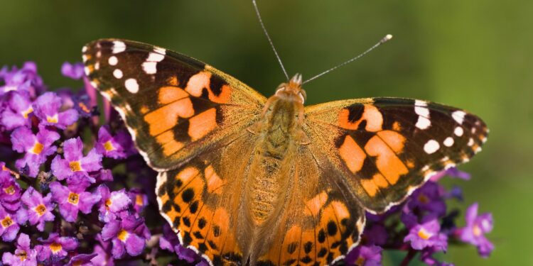 A Flock Of Painted Lady Butterflies Flew 2,600 Miles Across The Atlantic Ocean To South America, Marking The First Transoceanic Flight Ever Recorded For An Insect Species