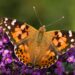 A Flock Of Painted Lady Butterflies Flew 2,600 Miles Across The Atlantic Ocean To South America, Marking The First Transoceanic Flight Ever Recorded For An Insect Species
