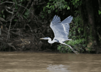 Ecuador Court Claims Pollution Violates Rights of Quito's Machángara River
