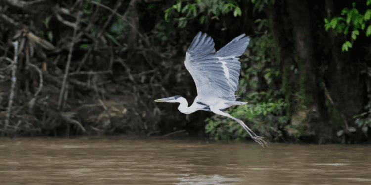 Ecuador Court Claims Pollution Violates Rights of Quito's Machángara River