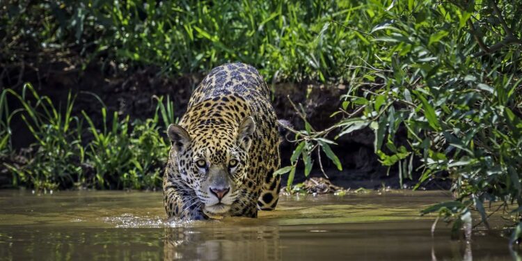 Jaguar Conservation Is Key to Safeguarding South America's Pantanal Wetlands