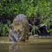 Jaguar Conservation Is Key to Safeguarding South America's Pantanal Wetlands