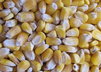 South America's second crop corn yields decline