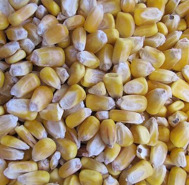 South America's second crop corn yields decline