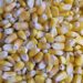 South America's second crop corn yields decline
