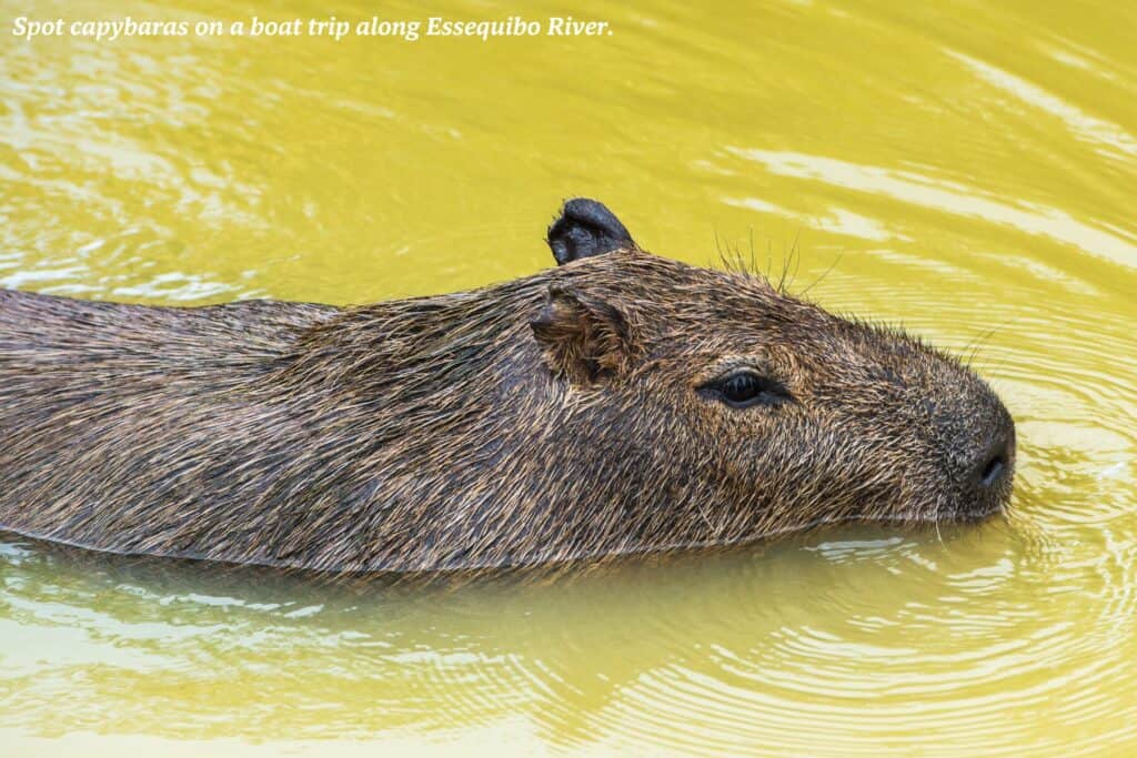 Capybara swimming in a river in South America, Guyana's top natural attractions