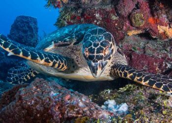 Honduras Diving: Exploring the Cayos Cochinos