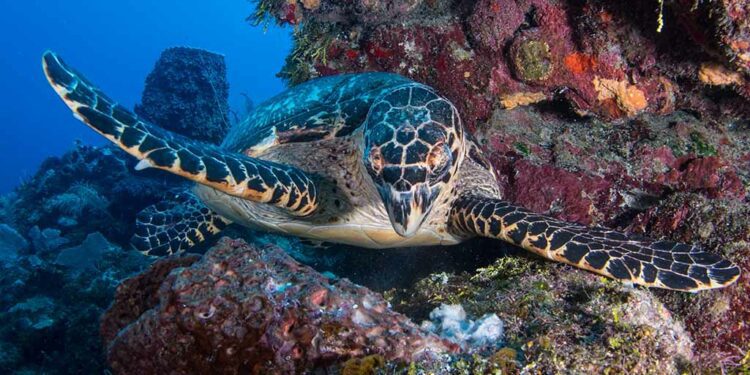 Honduras Diving: Exploring the Cayos Cochinos