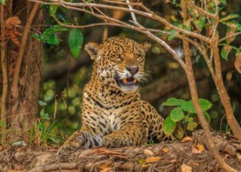 Electronic ears listen to poachers in a key Central American jaguar habitat