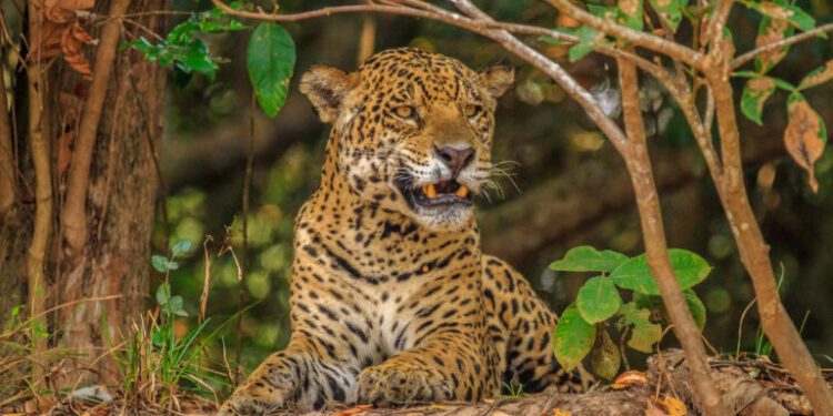 Electronic ears listen to poachers in a key Central American jaguar habitat