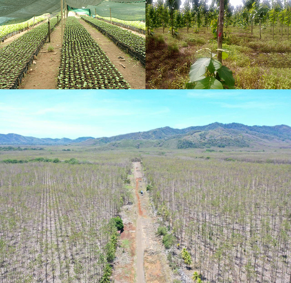 Reforestation efforts in Costa Rica. Image by Fondo Nacional para el Financiamiento Forestal (FONAFIFO)