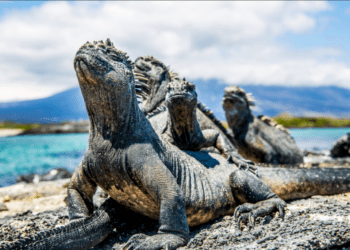 &Beyond expands South America portfolio with its Galapagos Explorer