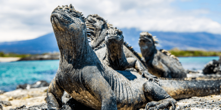 &Beyond expands South America portfolio with its Galapagos Explorer