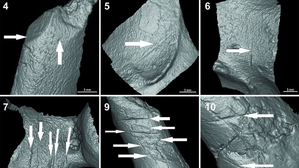 A detailed examination of cut marks on the fossils revealed they were made by stone tools in a deliberate sequence. - Miguel Eduardo Delgado et al.