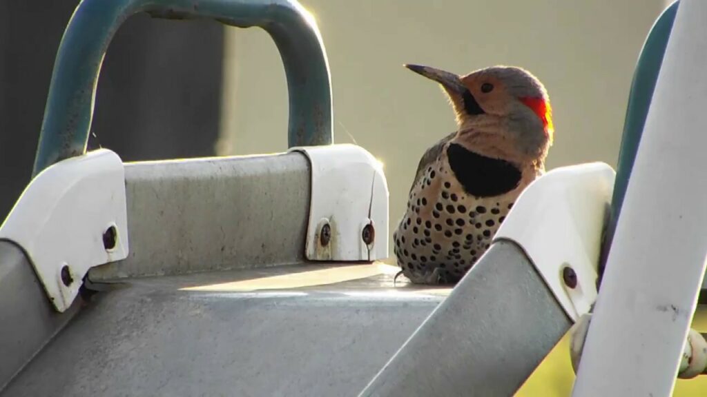 This Northern Flicker Sounds Like A Machine Gun Going Off