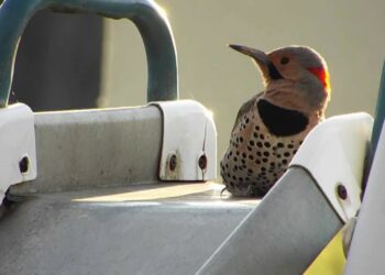 This Northern Flicker Sounds Like A Machine Gun Going Off