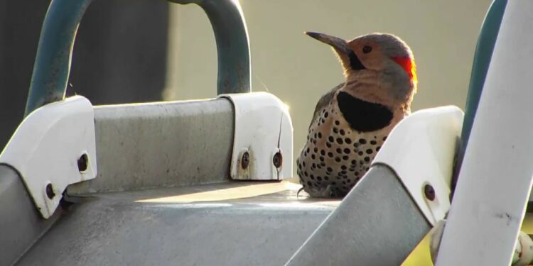 This Northern Flicker Sounds Like A Machine Gun Going Off
