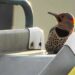 This Northern Flicker Sounds Like A Machine Gun Going Off