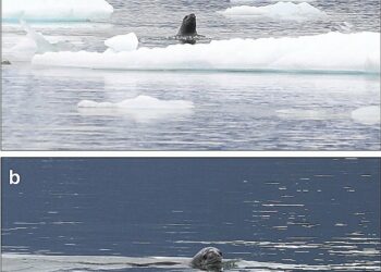 Research team observes courtship of leopard seals off the coast of South America