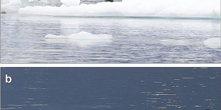 Research team observes courtship of leopard seals off the coast of South America