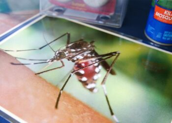 As dengue fever rises in US, understand symptoms, transmission