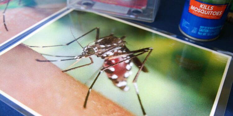 As dengue fever rises in US, understand symptoms, transmission