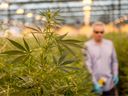 A worker tends to the crop at Canopy Growth's new facility called Tweed Farms, one of the largest cannabis greenhouses in the world, in Niagara-on-the-Lake, Ontario.