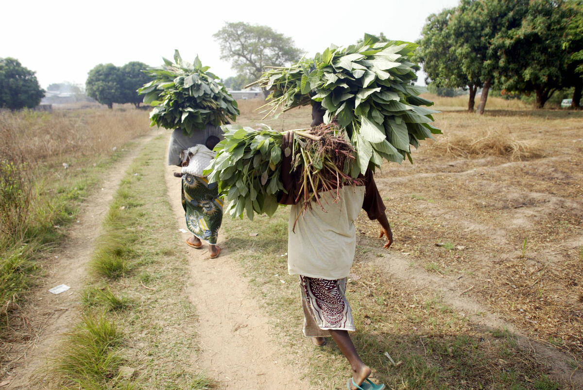 © FAO/Pius Utomi Ekpei-AbujaNigeria