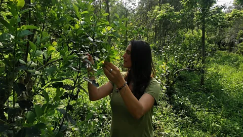 Andres Alvarez Parra and a growing number of other yerba mate producers are championing sustainable crop management (Credit: Andres Alvarez)