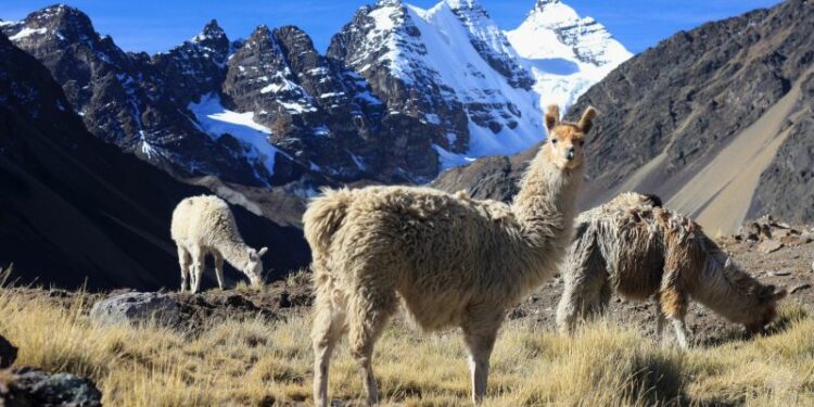 Bolivia’s Cordillera Real: An uncrowded alternative to the Inca Trail