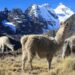 Bolivia’s Cordillera Real: An uncrowded alternative to the Inca Trail
