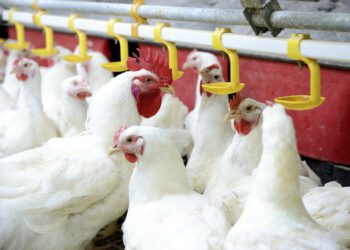 Brazil says Newcastle disease outbreak in poultry has ended
