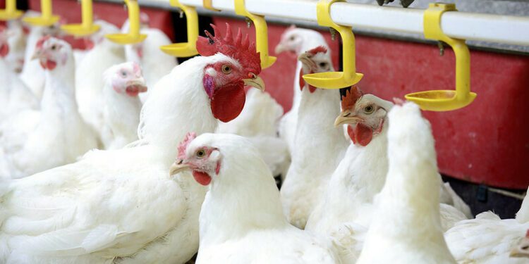 Brazil says Newcastle disease outbreak in poultry has ended