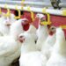 Brazil says Newcastle disease outbreak in poultry has ended