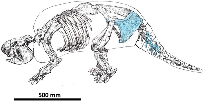 Drawing of a Neosclerocalyptus skeleton highlighting cut-marked skeletal elements in light blue found on the specimen.