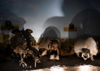 Scientists in Argentina discover earliest human presence in South America