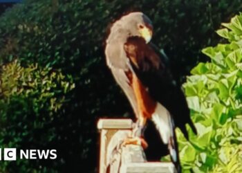 Call to find owner of Harris hawk seen in Longrock - BBC.com