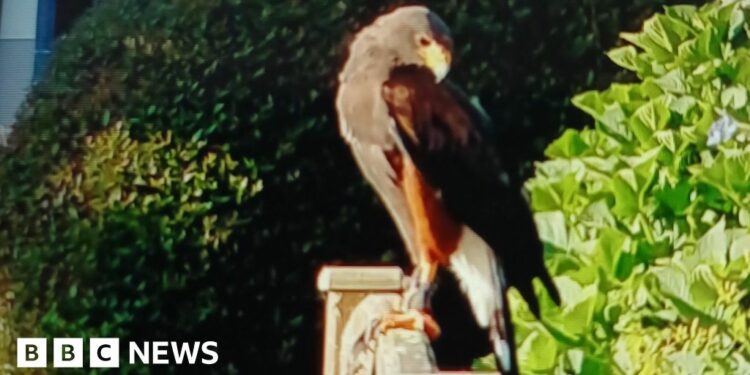 Call to find owner of Harris hawk seen in Longrock - BBC.com