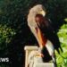 Call to find owner of Harris hawk seen in Longrock - BBC.com
