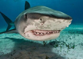 Cocaine sharks 'off their heads' in South America – and the jokes just keep on coming