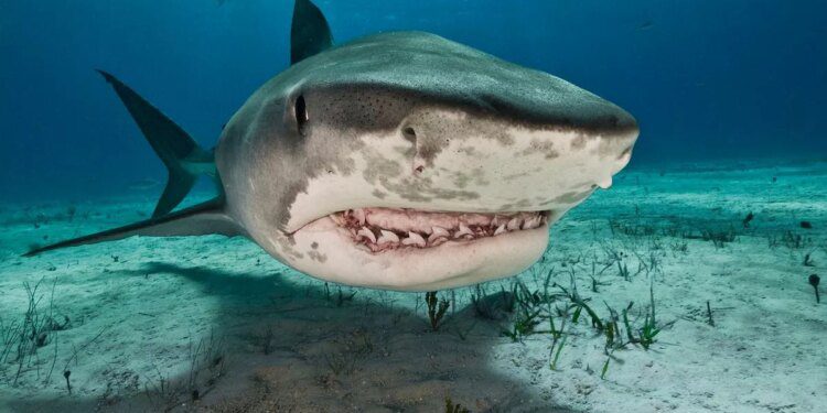 Cocaine sharks 'off their heads' in South America – and the jokes just keep on coming