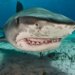 Cocaine sharks 'off their heads' in South America – and the jokes just keep on coming