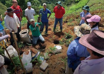 Costa Rica strives to remain at the top of global coffee map