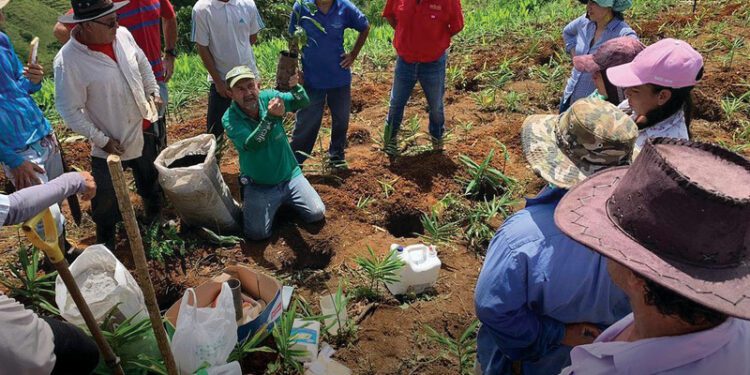 Costa Rica strives to remain at the top of global coffee map