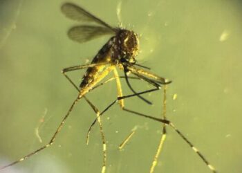 Dengue fever alert in Central America: Honduras and El Salvador declare emergencies - Townsville Bulletin