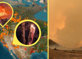 Lunch-stealing bear in Whistler gives tourists a surprise