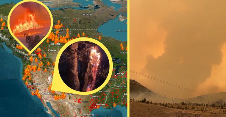 Lunch-stealing bear in Whistler gives tourists a surprise