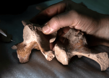 Evidence for earliest human presence revealed in southern South America